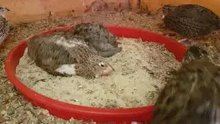 Quails take a sand bath