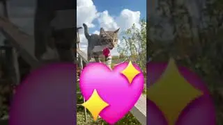 Эта Принцесса из тик тока Она бьёт сильнее тока 👼☀️👸💖🐈 