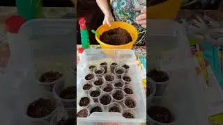 Массовый посев томатов. Иркутская область.