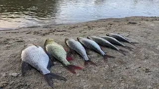 Шалений кльов на пікер у вересні. Язь, плотва, густера. 09.09.24.