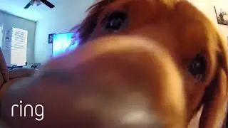 Watch This Golden Retriever’s Reaction to Hearing Owner’s Voice on Ring | RingTV