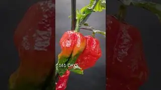 185 days in 36 seconds - Ghost Pepper time-lapse