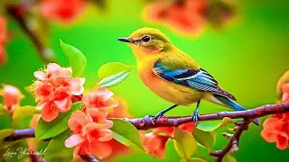 Gentle music for treating the cardiovascular system: soothes nerves and delights the soul