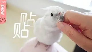 鹦鹉的睡裤情结·谁穿这条裤子它就跟谁好！「马可波罗show」