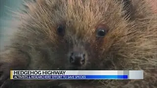 Hedgehog Highway in the UK helping to save species