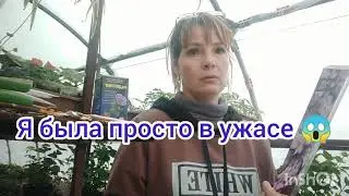 SOS .ВОЗМУЩЕНА ДО ПРЕДЕЛА 😱 "САДОВЫЙ ЛОХОТРОН"