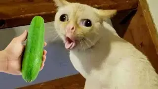 Los Videos de Perros y Gatos Más Divertidos 😂 Parte 508