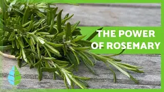 What is ROSEMARY good for? 🌿 Uses & How to Grow 💚