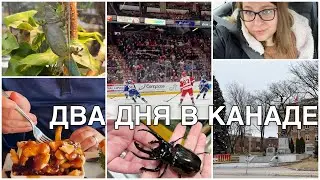 Канадский влог: Путин и хоккей🇨🇦