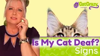 Deaf Cat: 7 Signs and Safety Tips