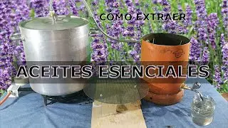 Cómo extraer ACEITES ESENCIALES 👍👍