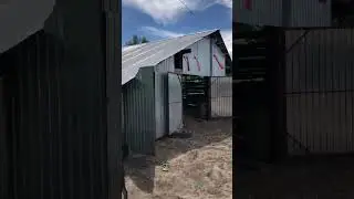 Тенёк для кур #дача #cute #животные #собака #farming