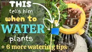 How often to water plants and how much to water