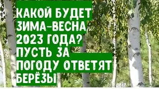 What will the weather be like in winter-spring 2023? Let the birches answer for the weather forecast