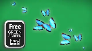 blue butterflies green screen | green screen butterfly flying | blue butterflies green screen