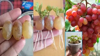 Best method to propagate grapes plants with grapes in water | magical trick|