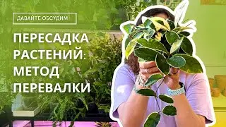 Пересадка растения методом Перевалки