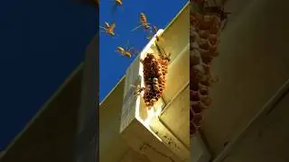 Wasp buzzing Sound