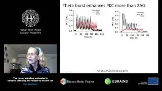 Blackwell Kim - The role of signaling molecules in synaptic plasticity and relapse to alcohol use