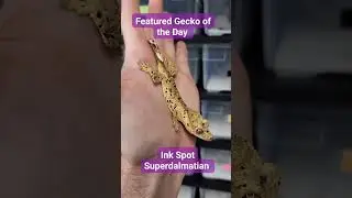 One of the most satisfying aspects of raising geckos is watching spots come in on young Superdals