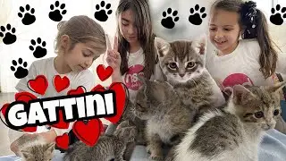 I nostri amici GATTINI