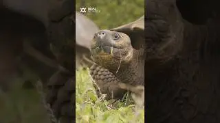 The super weird thing tortoises do during an eclipse