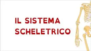 SISTEMA SCHELETRICO