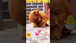 Puppy | Friendship  🐕🌹🐤|Puppy and Dock #shorts #dog #puppy #puppydog #insaniyat #baby #cat #babydog