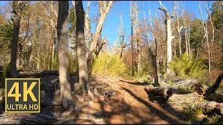 Nature Walk Beautiful Forest (With Ambient Nature Sounds And Music)