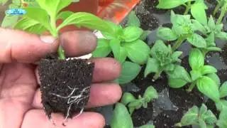 НЕ ПОВТОРИТЕ ЭТУ ОШИБКУ!!!!! ОШИБКА ПРИ УКОРЕНЕНИИ ЧЕРЕНКОВ АМПЕЛЬНЫХ СУРФИНИЙ!