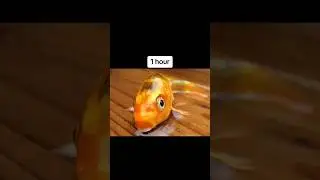 How long fish can survive without water!😳😰 