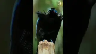 Wonderful Birds | Birds of Paradise Unveiled: The Enchanting Black Sicklebill Beauty | Stress Relief