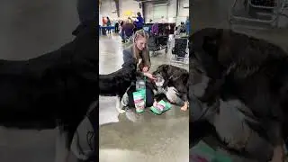 Vlog AKC DOG SHOW at the Perry Georgia Fair Grounds! #dogshow #akcdogshow #showdogs