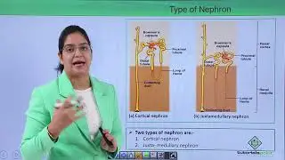 Class10th – Cortical and Juxtamedullary Nephron | Excretory System | Tutorials Point