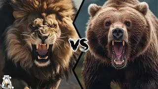 Barbary Lion vs Kodiak Bear – Who would win a fight?