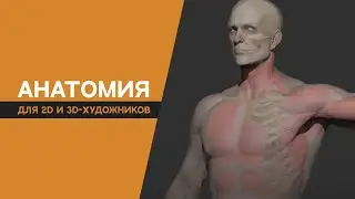 Анатомия для 2D и 3D-художников | Лекция №1