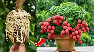 🌿The Absolute BEST Way to Propagate Your Lychee Tree!