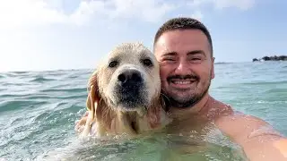 Morning Routine at Sea with Golden Retriever