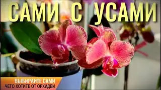 ❗️ЗОЛОТОЙ УС (КАЛЛИЗИЯ ДУШИСТАЯ) - БИОГЕННЫЕ СРЕДСТВА ДЛЯ ОРХИДЕЙ: НАСТОЙ, НАСТОЙКА С РЕЗУЛЬТАТОМ👍