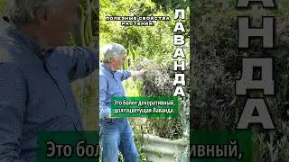 Лаванда в саду фитотерапевта Геннадия Гарбузова  