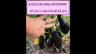 БАКЛАЖАНЫ, КОТОРЫЕ БУДУ САЖАТЬ ВСЕГДА!