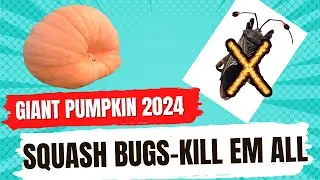 Squash Bug Special!