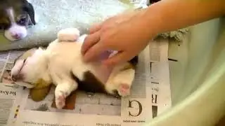 Tickling a 2 week old Beagle Puppy | Cute | Beagle Universe