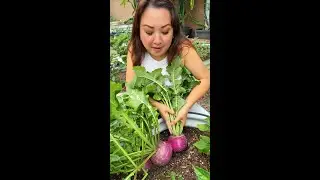 Harvesting Turnips