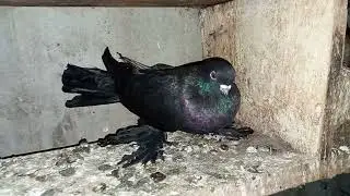 Азиатская порода голубей / Asian Pigeon breed