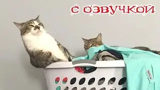 Приколы с котами! С ОЗВУЧКОЙ! Самые смешные животные! Смешные коты! До слёз!