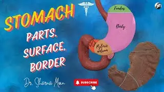 02 Stomach Anatomy- Surface, border & subdivisions | stomach parts