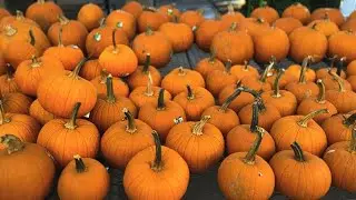 Fall Pumpkins - Stock Video 1080P HD 30fps