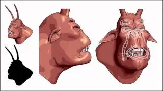 Model a head with good topology (1 of 14)