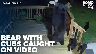 Mama bear and 3 cubs break into homeowners bird feeders in Ocean Shores